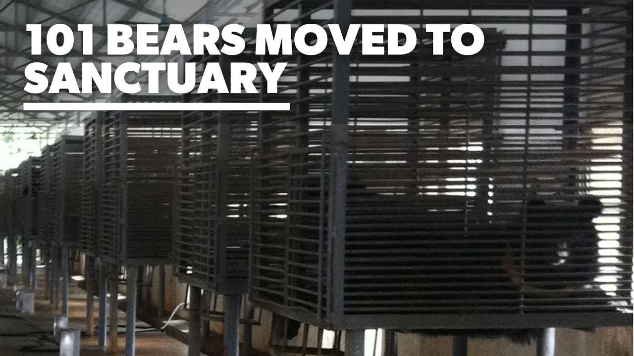101 Bears Move to Sanctuary In Biggest Rescue Mission Of Its Kind 💚| Animals Asia