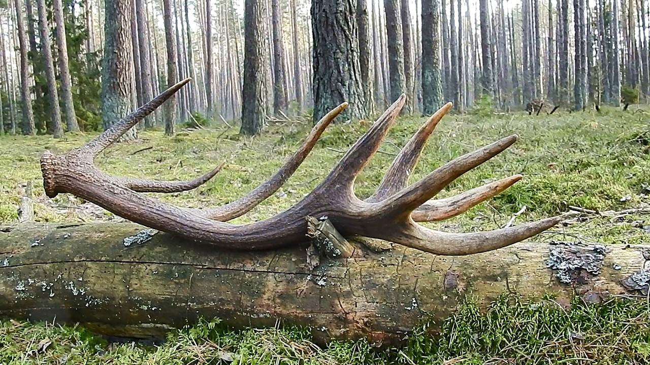 Zrzuty 2026r. Mocny 16-stak🦌 z Piekną koroną 2.30kg
