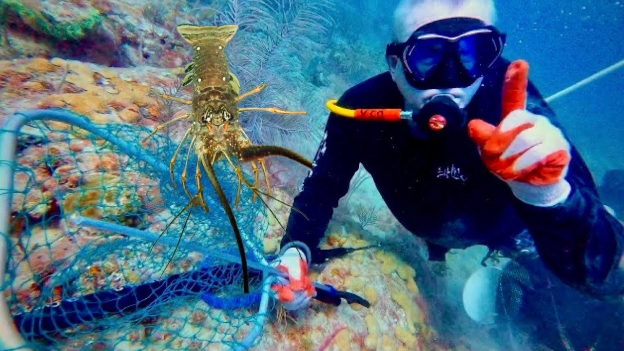 Diving for Florida Lobster and Spearfishing (Hookah Dive)