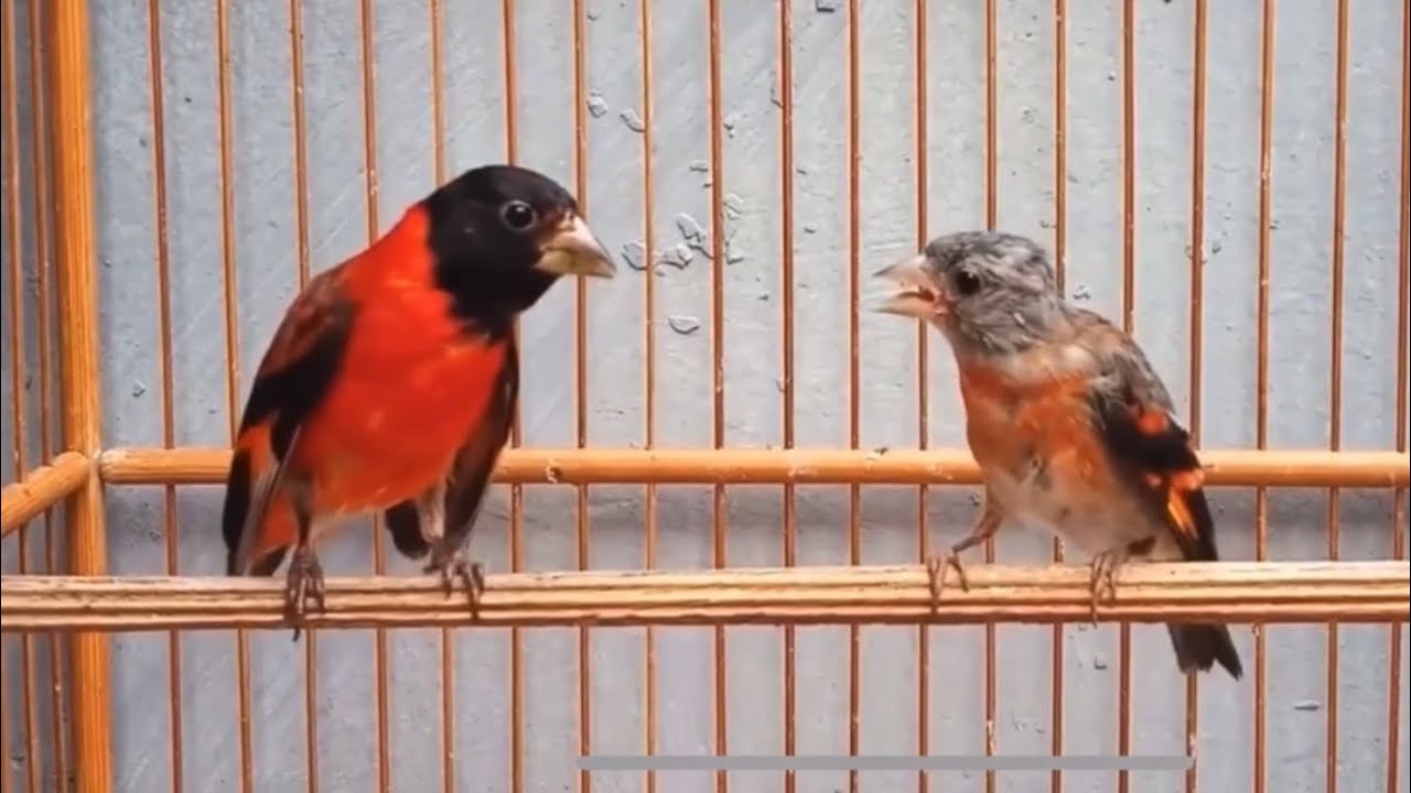 Canto pintassilgo venezuelano tarim sedutora fêmea - Suara burung red siskin