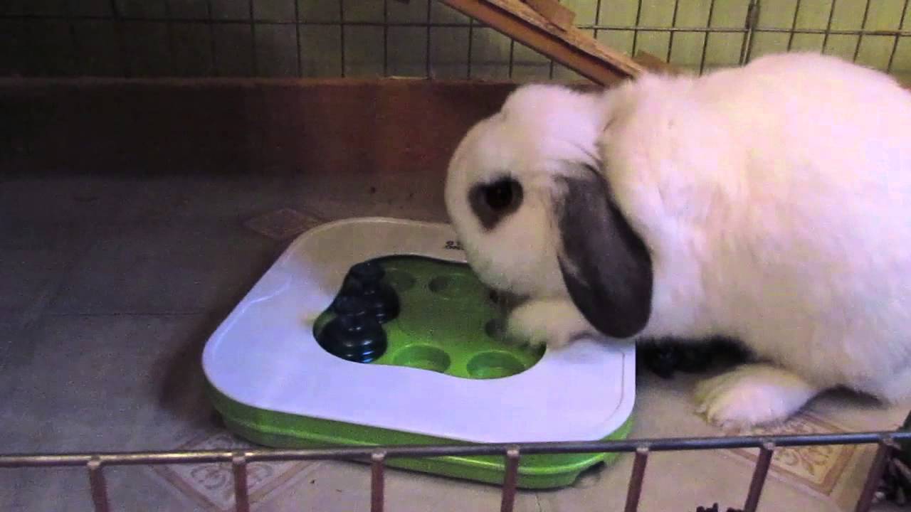 BudgetBunny: Christmas With The Critters
