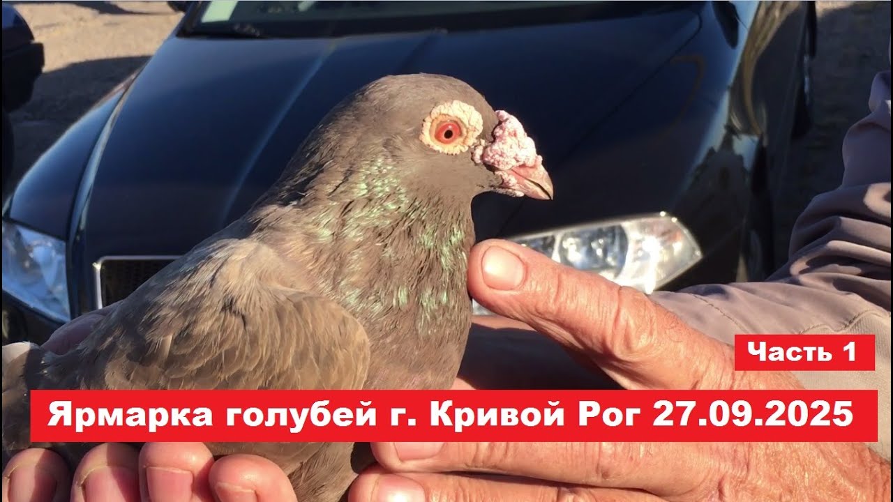 Ярмарка голубей и декоративных птиц г. Кривой Рог 27.09.2025. Часть 1