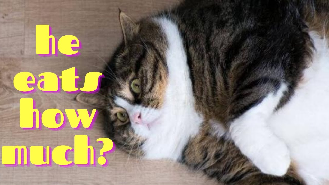 Top 5 Biggest Cat Breeds
