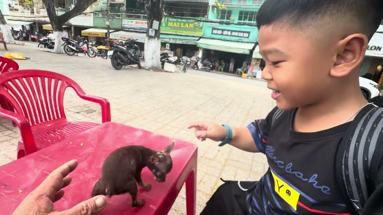 Chí Hiếu rất thích con cúm phốc mi ni của Ba Long 