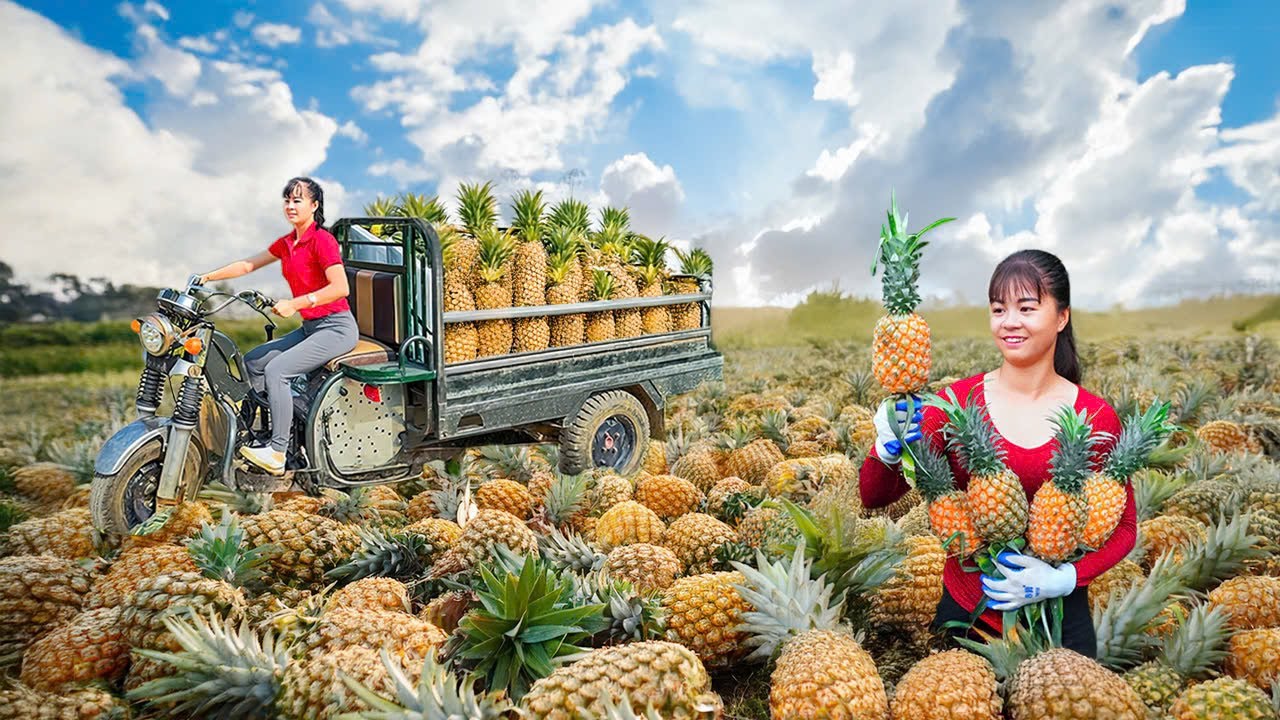 Rewind Timelapse: Harvest 500+ Pineapples, Use 3-Wheeled Vehicle Go to Market | Phương Farm TV