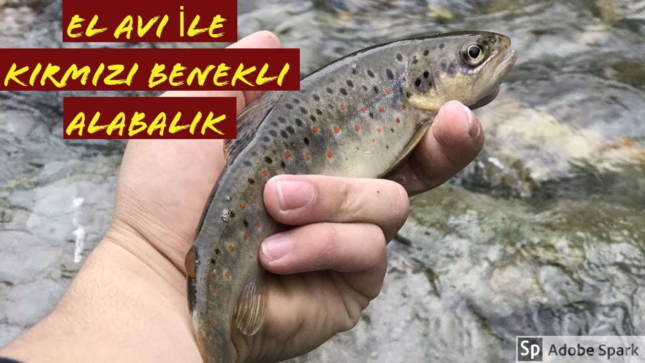 KIRMIZI BENEKLİ ALABALIK NASIL YAKALANIR? (4K)