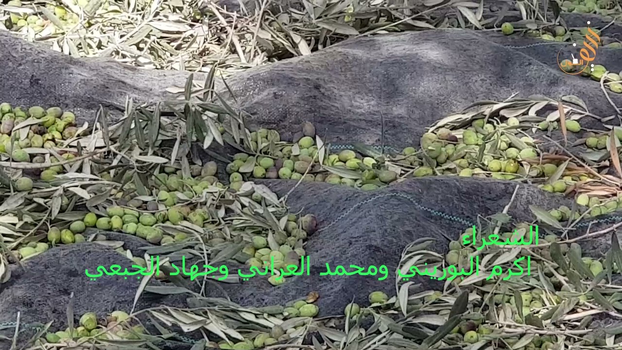 محاورة بين الشعراء اكرم البوريني وجهاد الجبعي  الكلام اذا كان  على روح الدعابة جميل