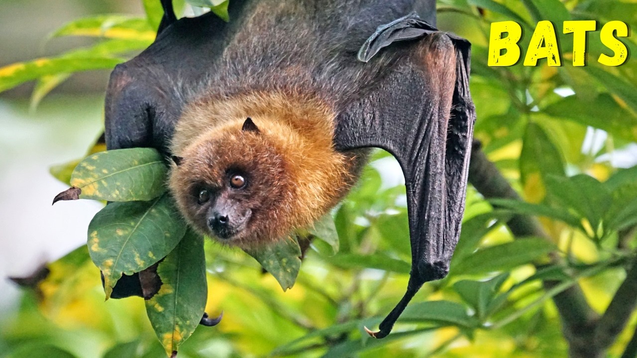 Bats: Nature&rsquo;s Most Misunderstood Mammals! 🦇