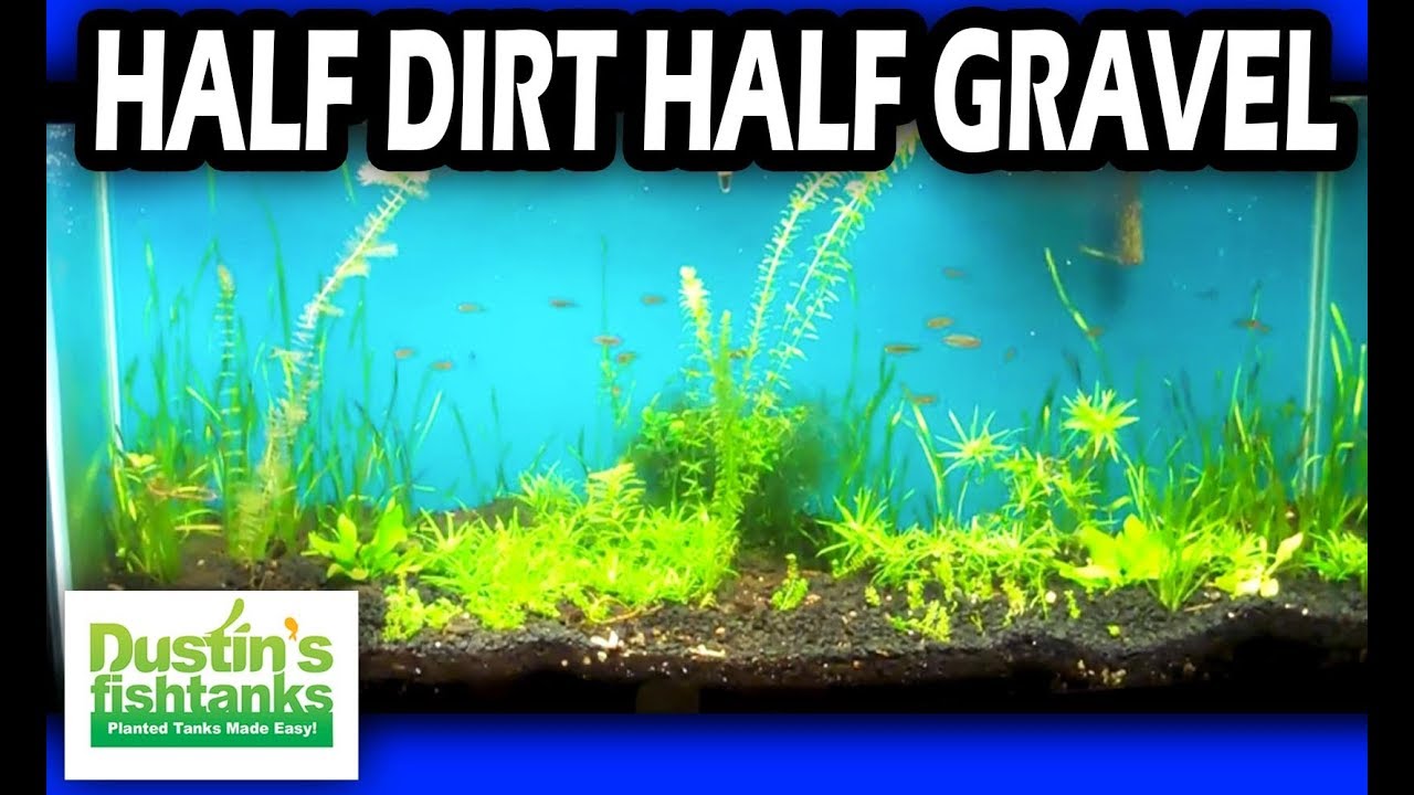 Planted Tank Substrate the Dirt Difference in the Planted tank. Half dirt, have gravel.