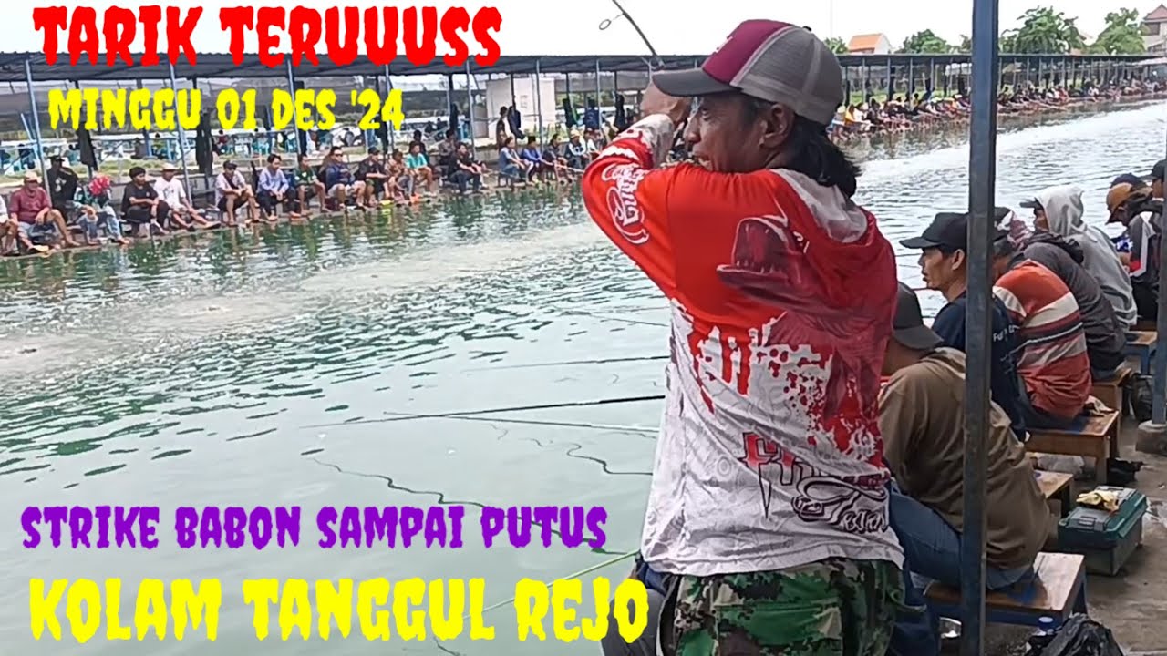 LOMBA GALATAMA LELE MINGGU 01 DES '24 LAPAK FULL PESERTA ( KP.TANGGUL REJO )