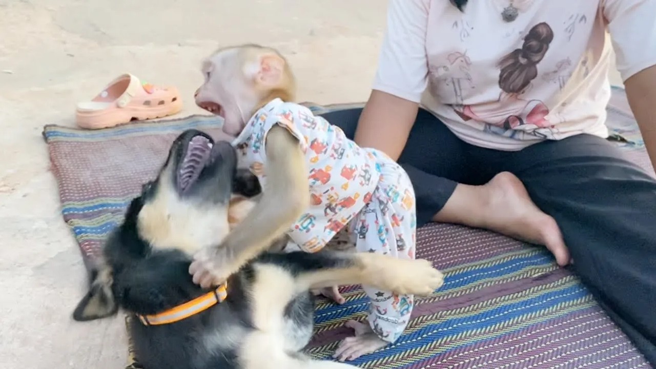 Buddy DAM & Petter Super Joyful Playing In Yard Together