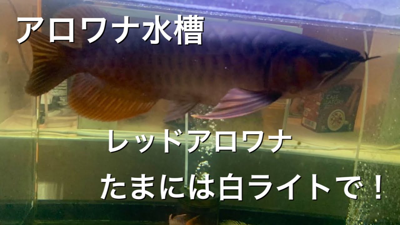 アロワナ水槽　レッドアロワナ　たまには白ライトで