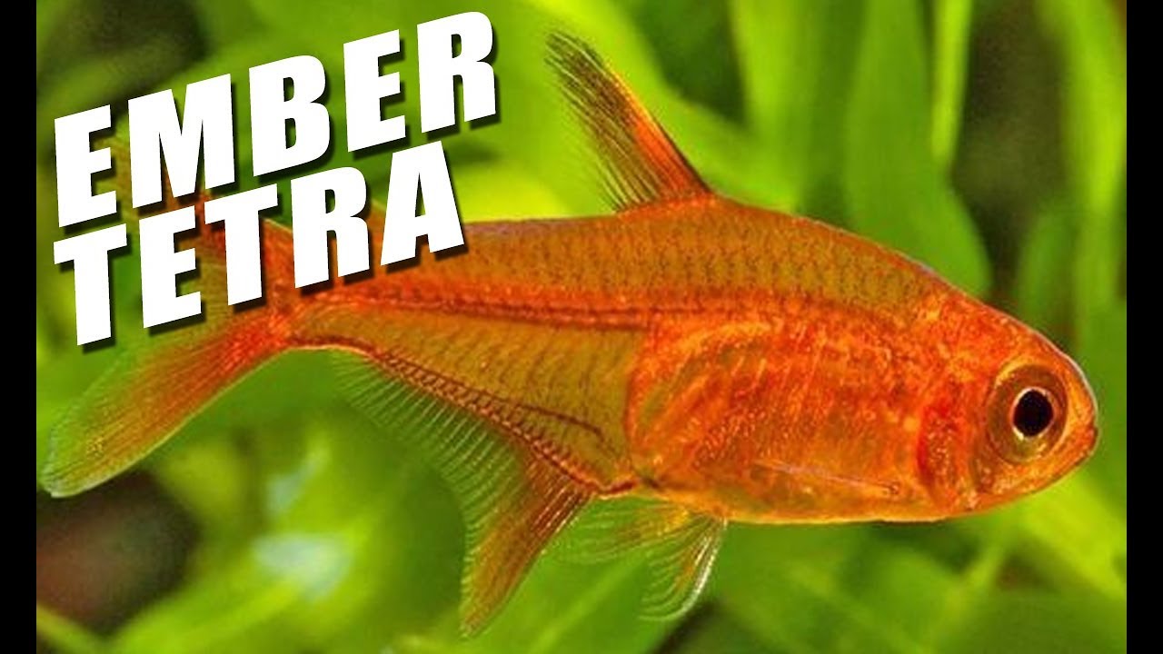 Species Spotlight | Ember Tetra