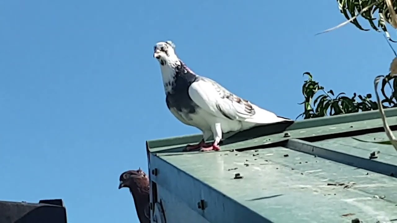 3 Serbian Highflyers 2 tippler squeakers going for gold #pigeons #birds #loft