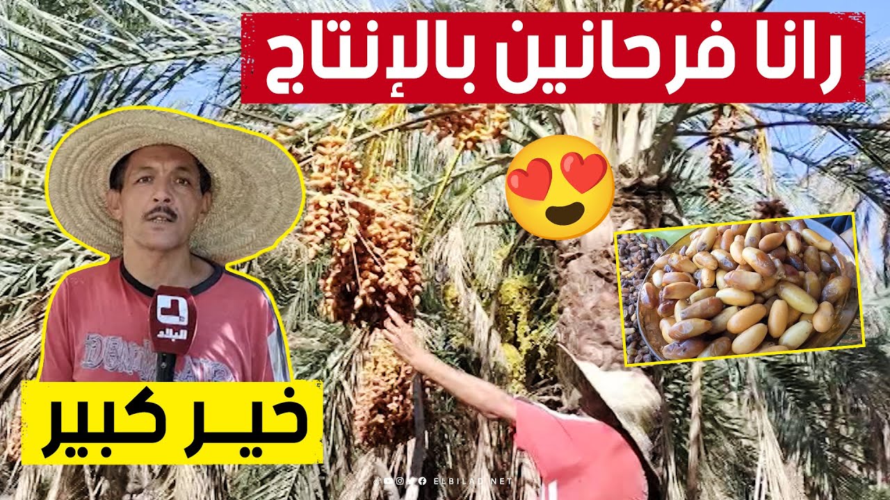 إنتاج وفير لتمر 
