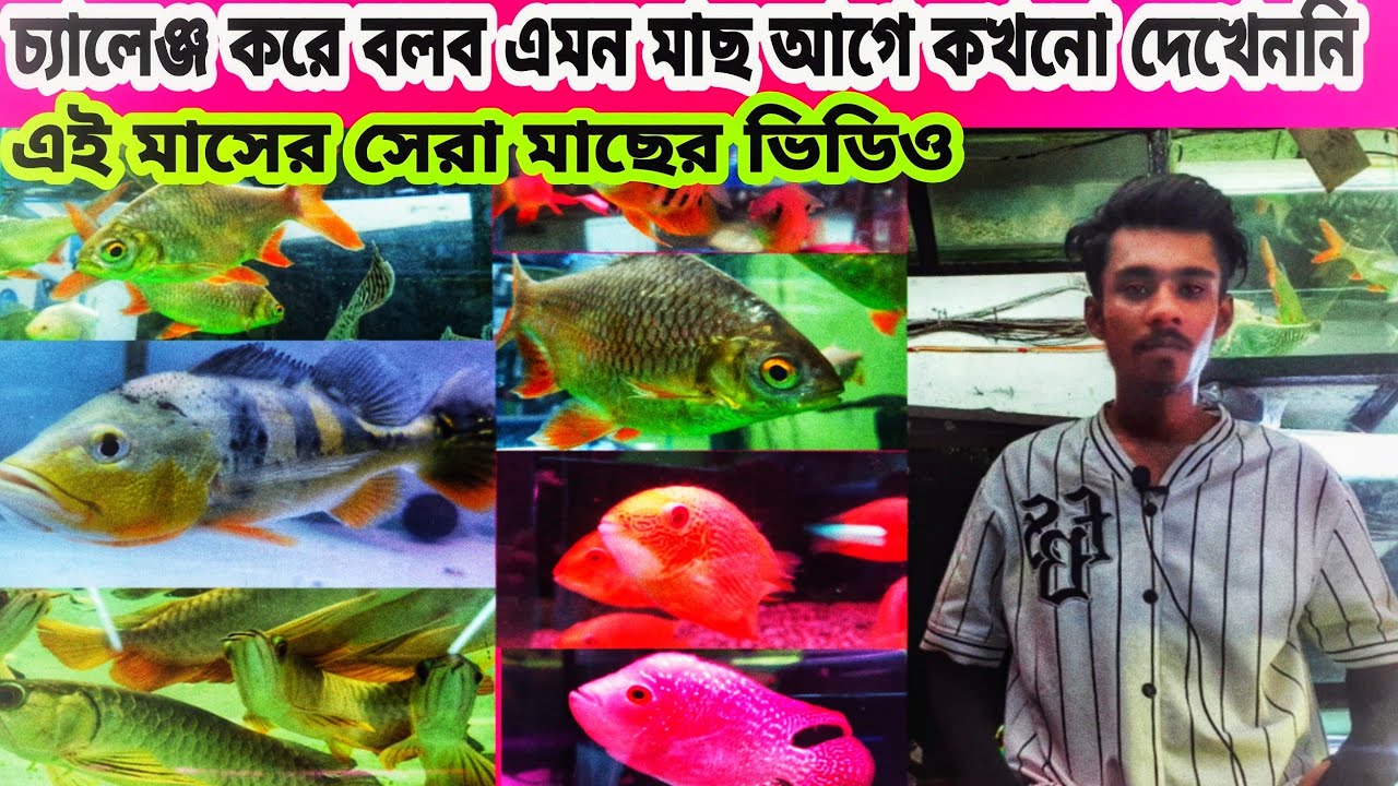Monster fish price in Bangladesh🐟Aruana fish price in bd🐟aquarium fish price in katabon|fish price🐟