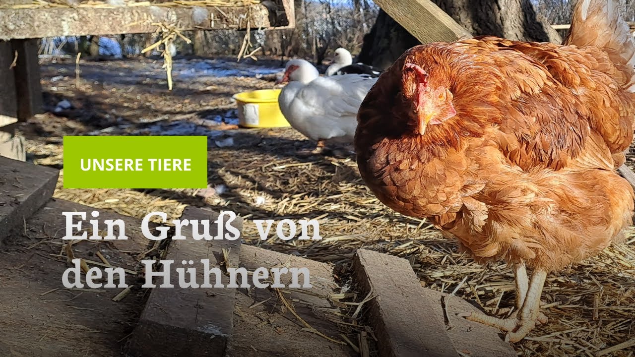 Ein Gruß von den Hühnern
