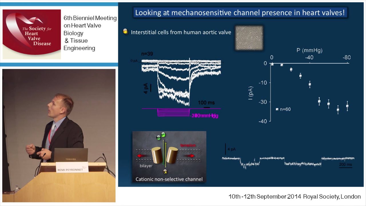 Remi Peyronnet - Mechanotransduction: from the whole heart to valves