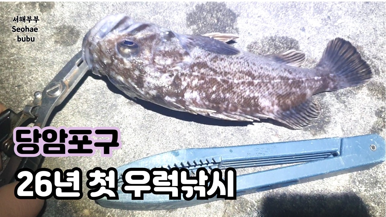 태안 당암포구 우럭 낚시 시즌시작 손맛 좋습니다!       태안 당암포구 26년 3월 7일 우럭낚시    서해부부( Seohae  bubu)