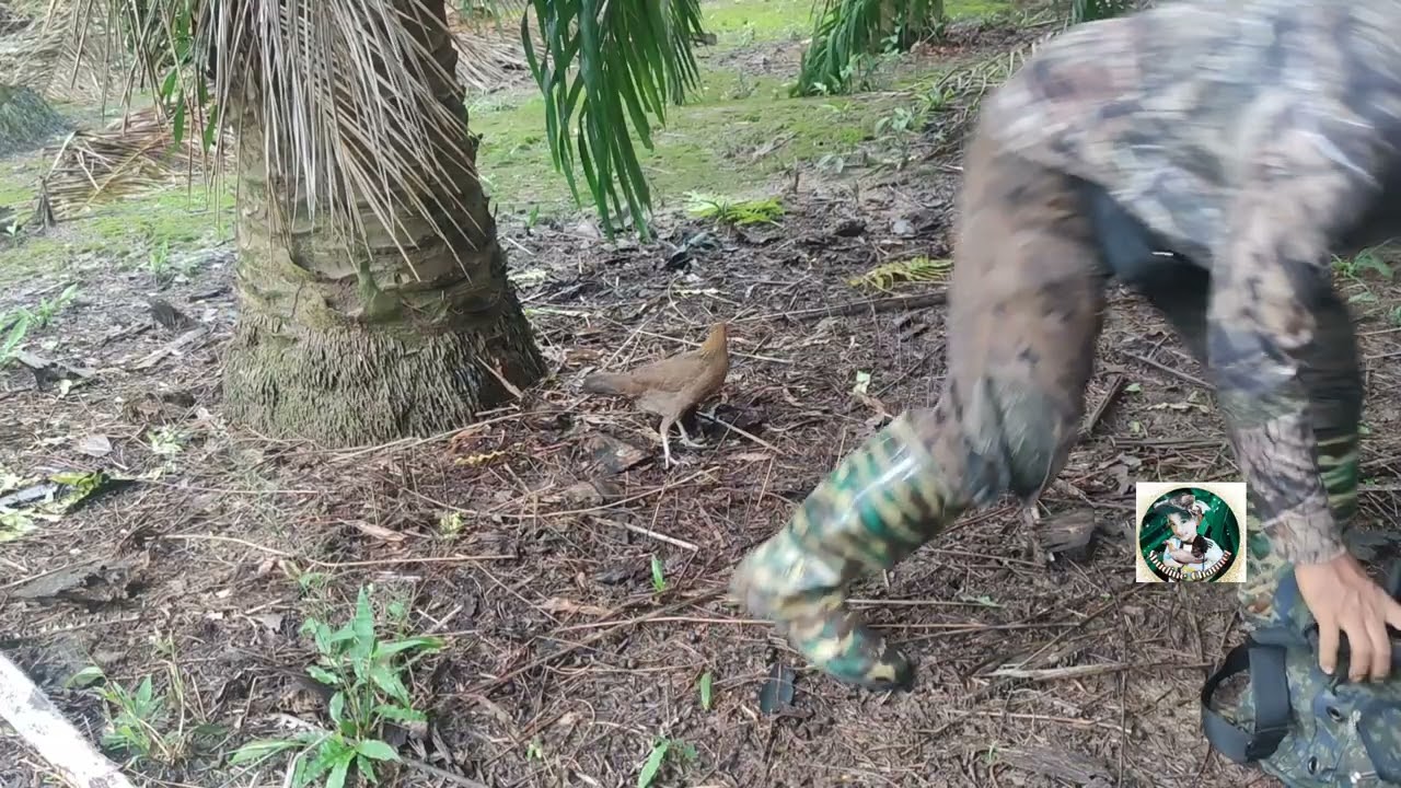 Ayam Hutan Pikat Betina F1 #59