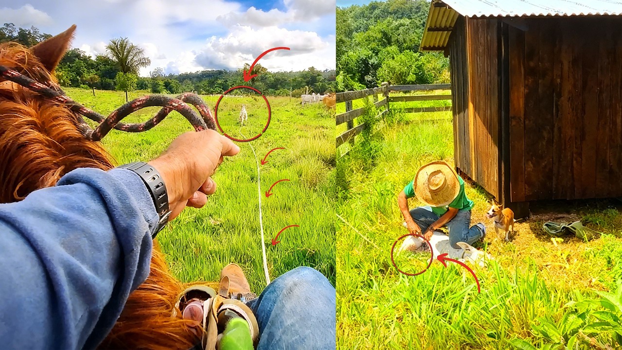 DIA  de  CURAR os BEZERROS e TROCAR o  GADO de PASTO!