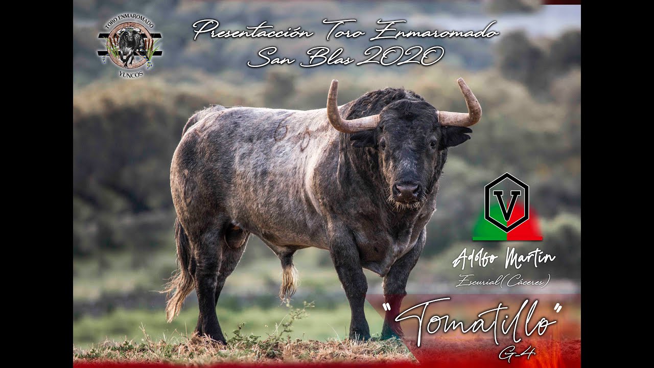 Presentación Toro San Blas 2020 