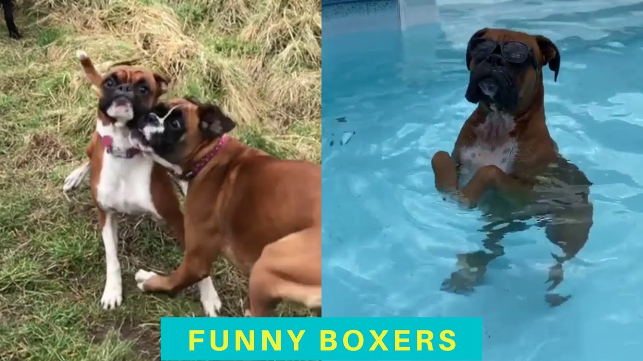 Cute and Funny Boxer dogs