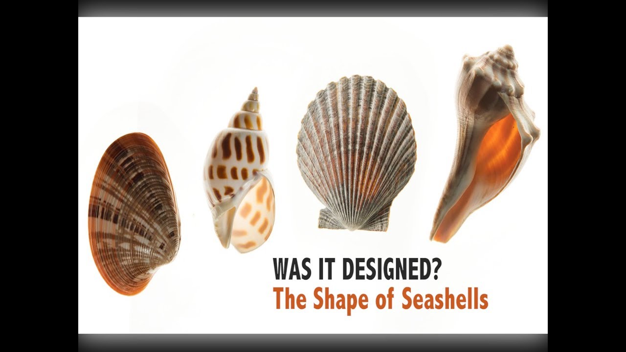 WAS IT DESIGNED  The Shape of Seashells