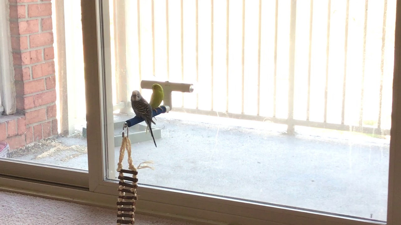 Budgies making super weird sounds