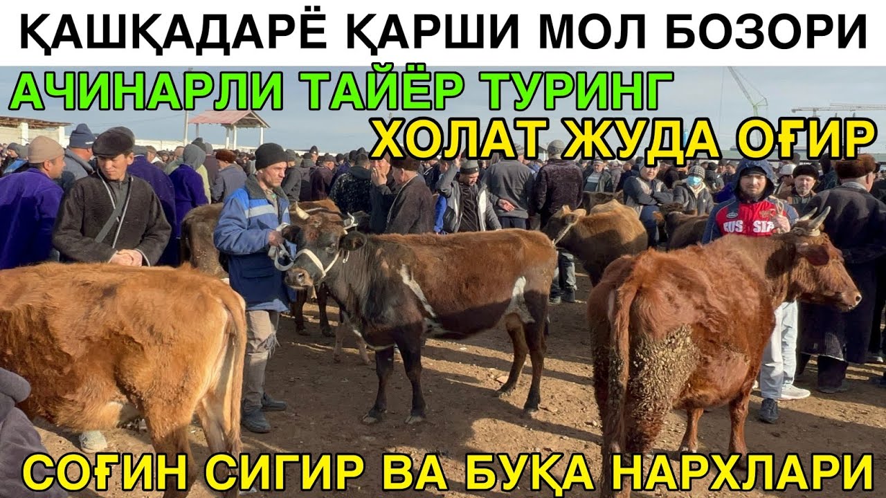 ХОЛАТ ЖУДА ОҒИР. МОЛ КӮП САВДО ЙӮҚ. СОҒИН СИГИР ВА БУҚА НАРХЛАРИ. ҚАРШИ МОЛ БОЗОРИ 8-ФЕВРАЛ 2026-ЙИЛ