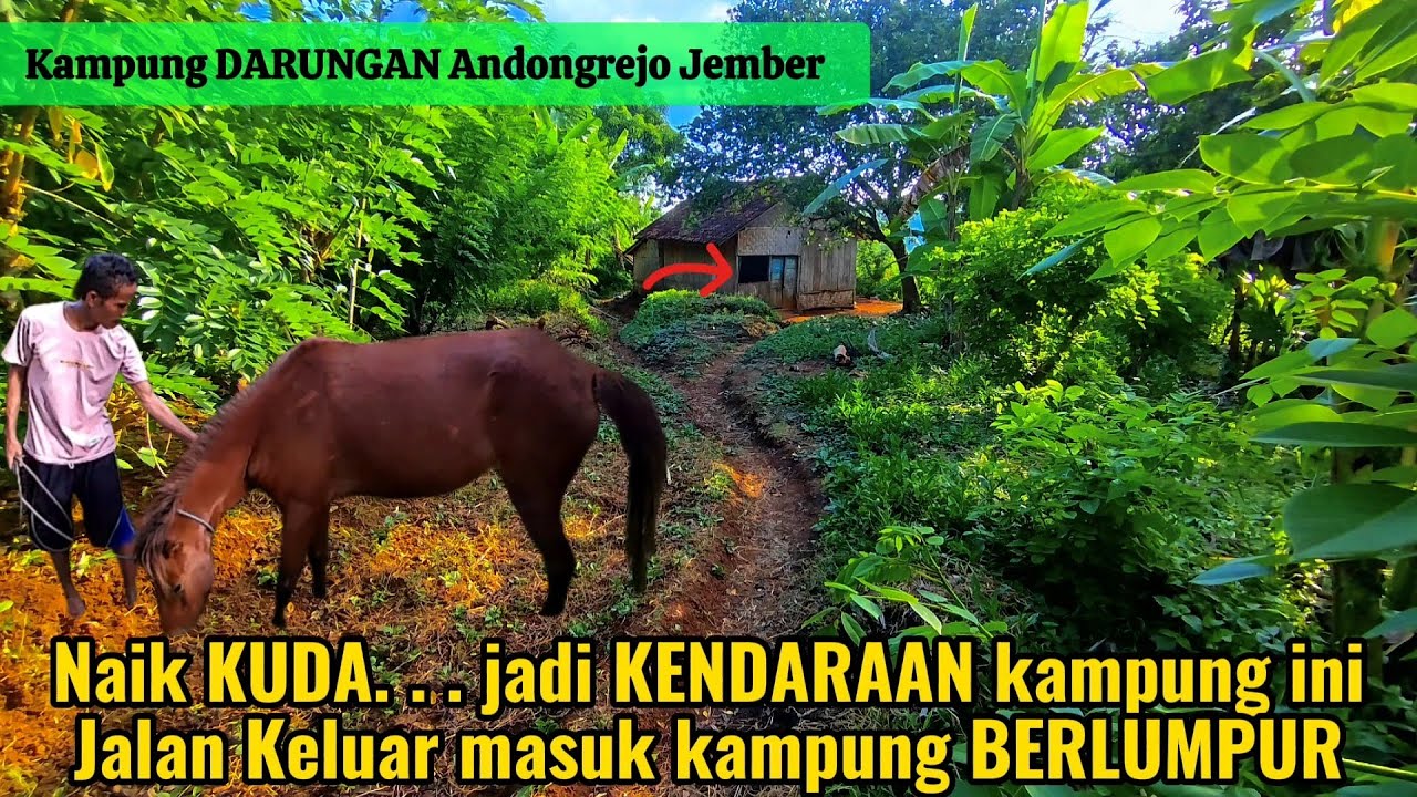KUDA inilah yang menjadi alat transportasi warga keluar masuk kampung DARUNGAN Jember disaat  . . .