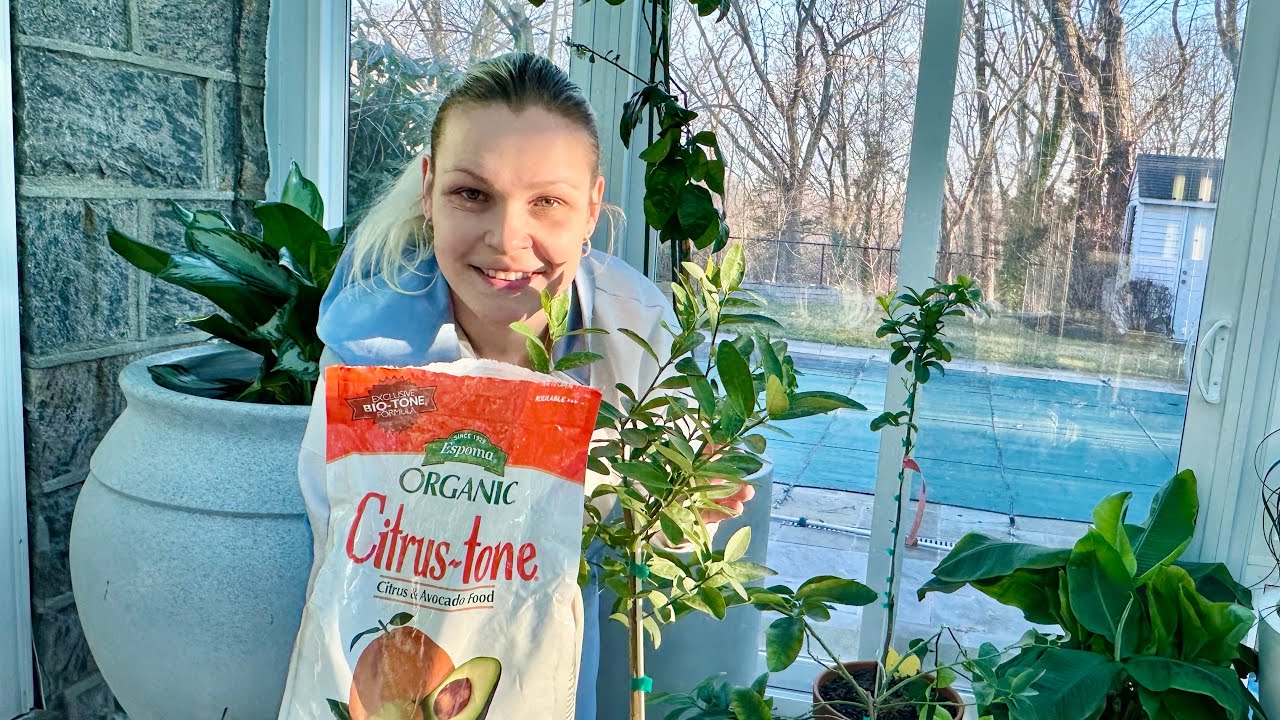 WHEN, WHY AND HOW TO FERTILIZE CONTAINER GROWN CITRUS🍊🍋