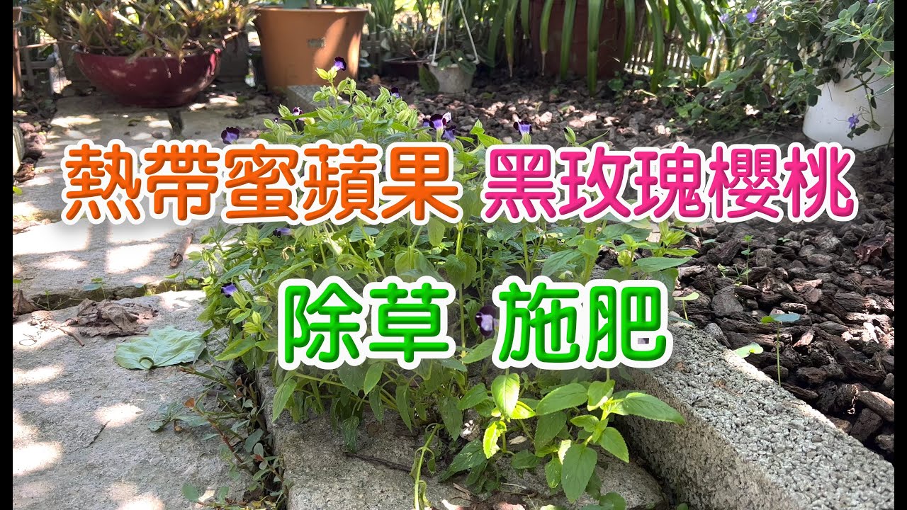 熱帶蜜蘋果＆黑玫瑰櫻桃 除草施肥_何爺的園藝生活（1）