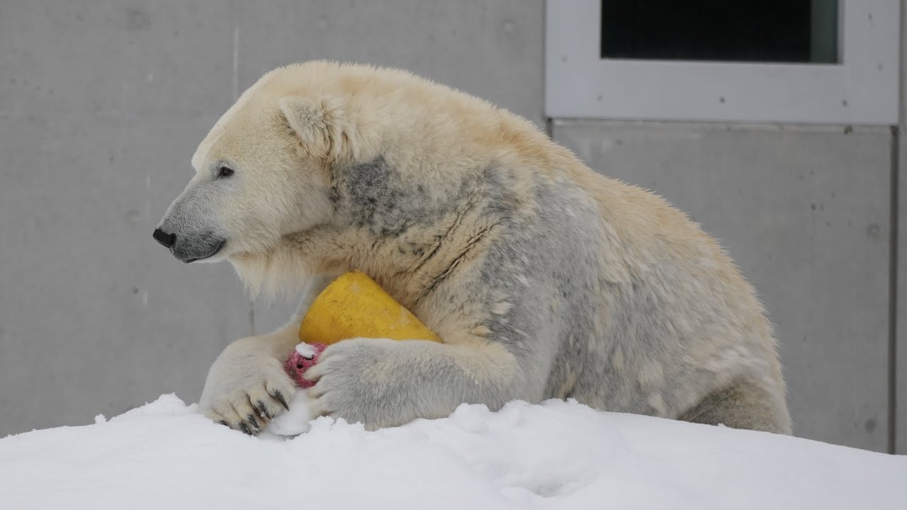 2026 3 5 円山動物園 リラ ライト ララ