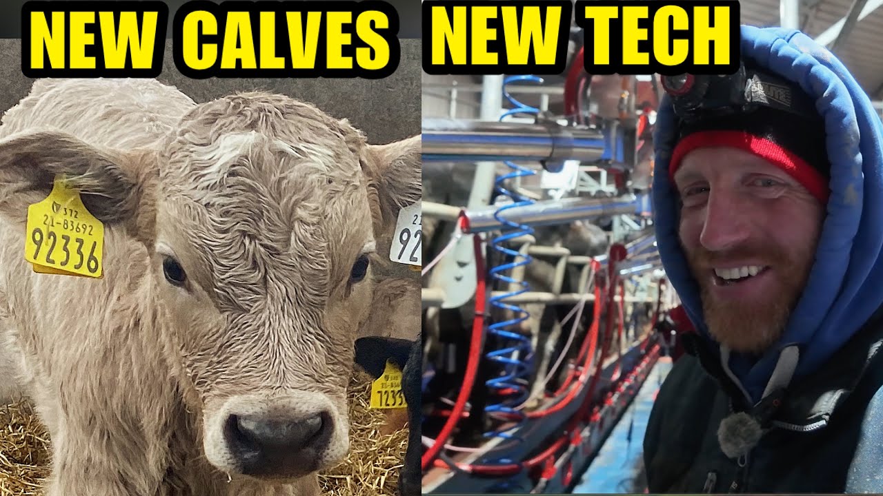 New Calves Arriving + Installing Automatic Milking Tech!