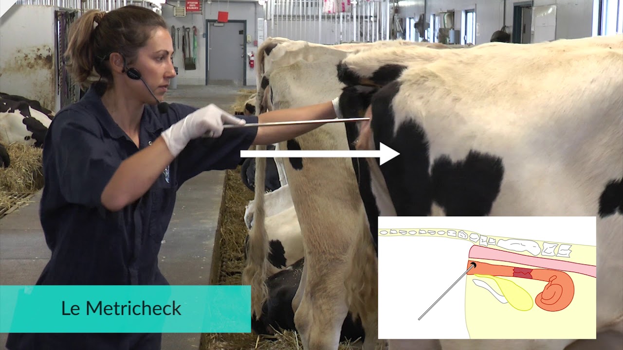 Gestion de la santé reproductive des vaches laitières (FORMATION)