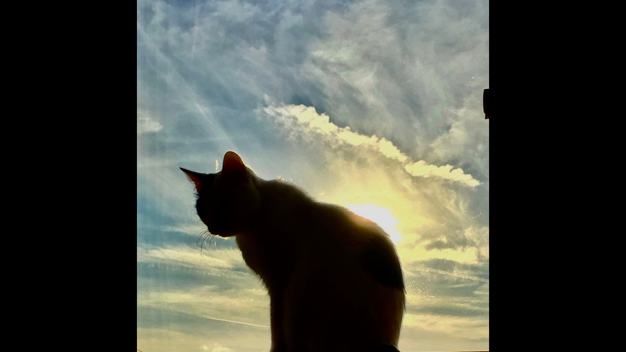 Sleep Piano Chillout | Lights Off, Only the Cat Awake