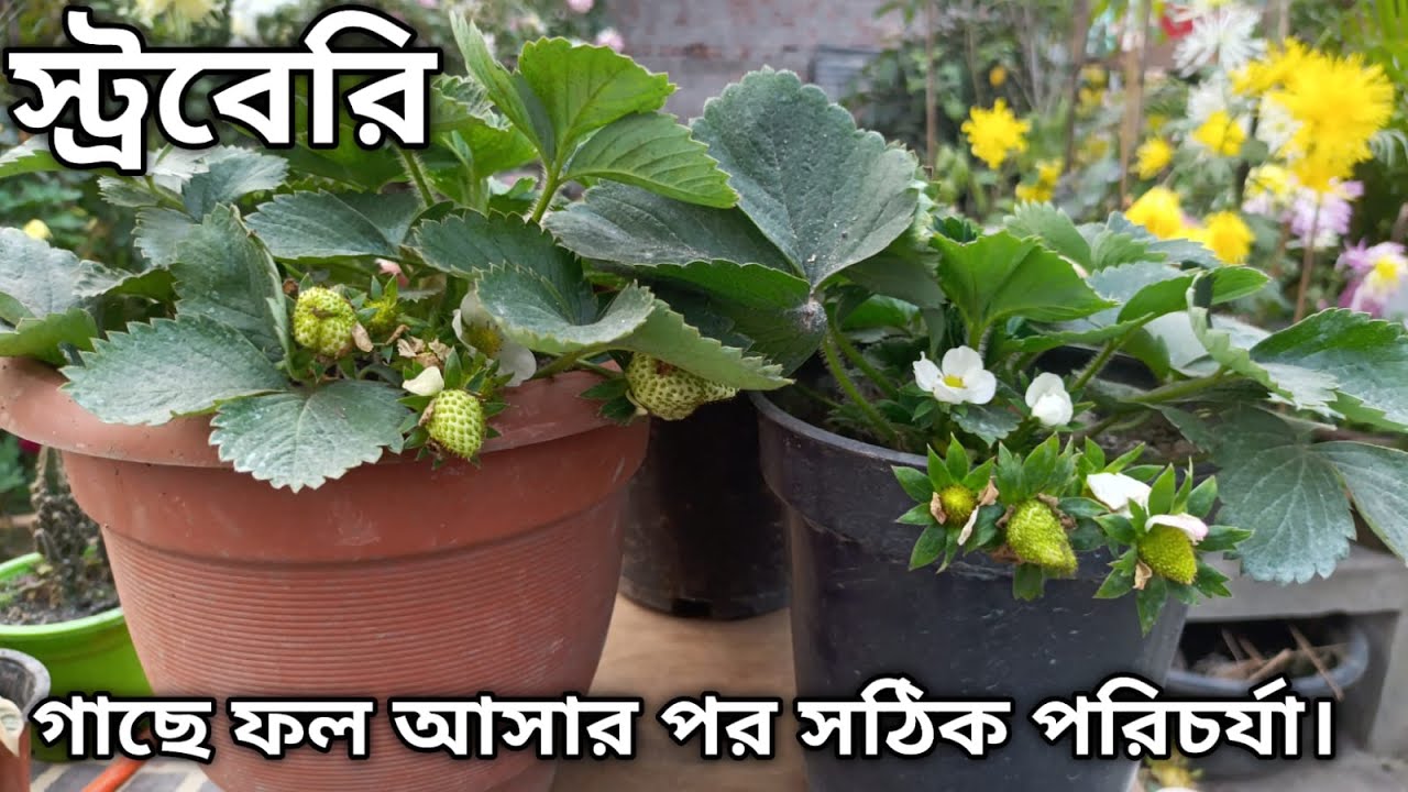 Strawberry গাছে ফল আসার পর সঠিক পরিচর্যা ।।