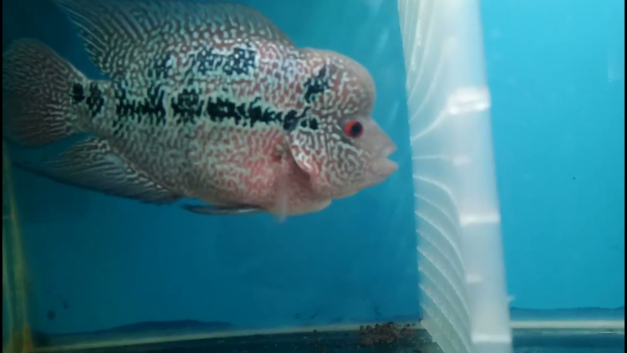 Flowerhorn KML #flowerhorn #fish #aquarium
