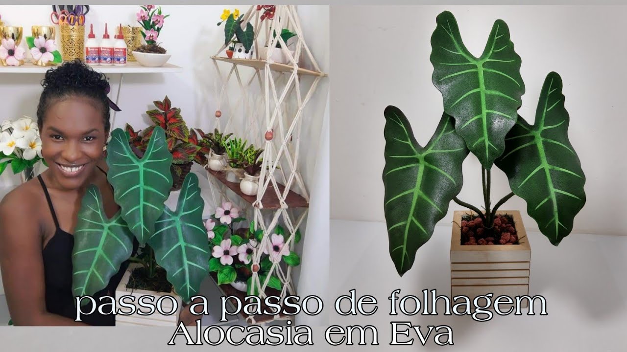 Alocasia em Eva