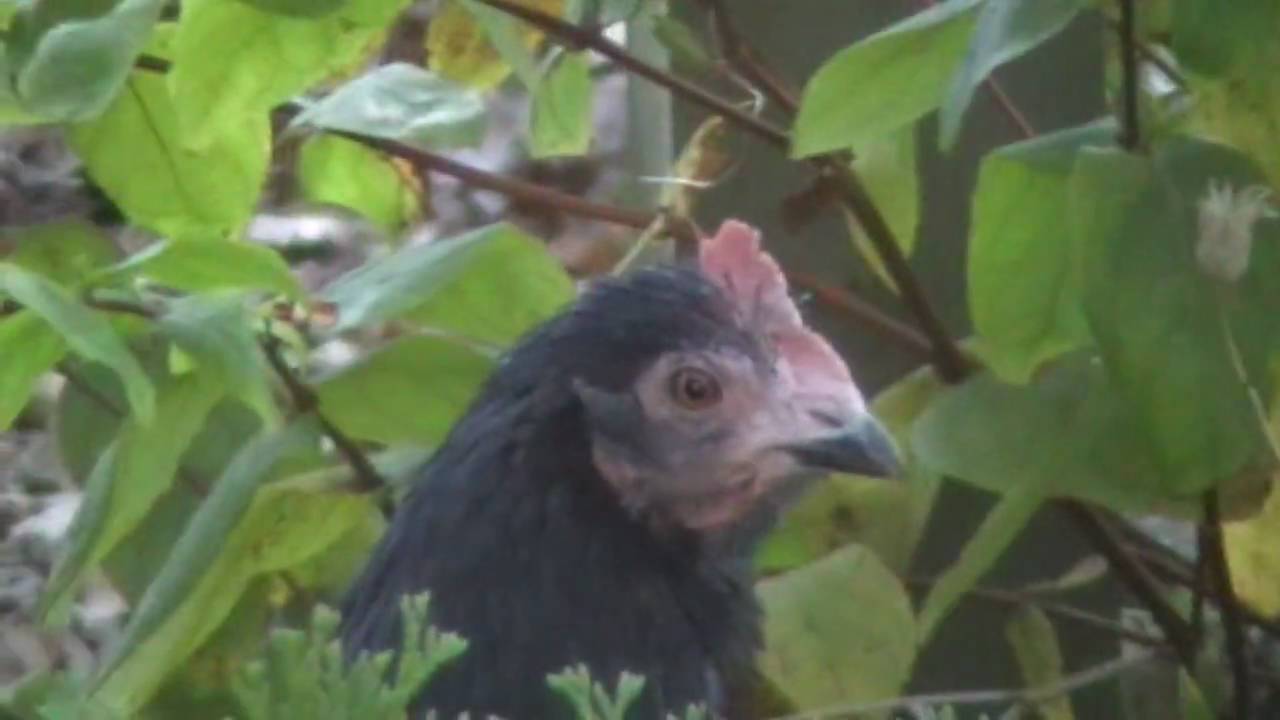 JVC Everio GZ-MG330 (a day in the life of a chicken)