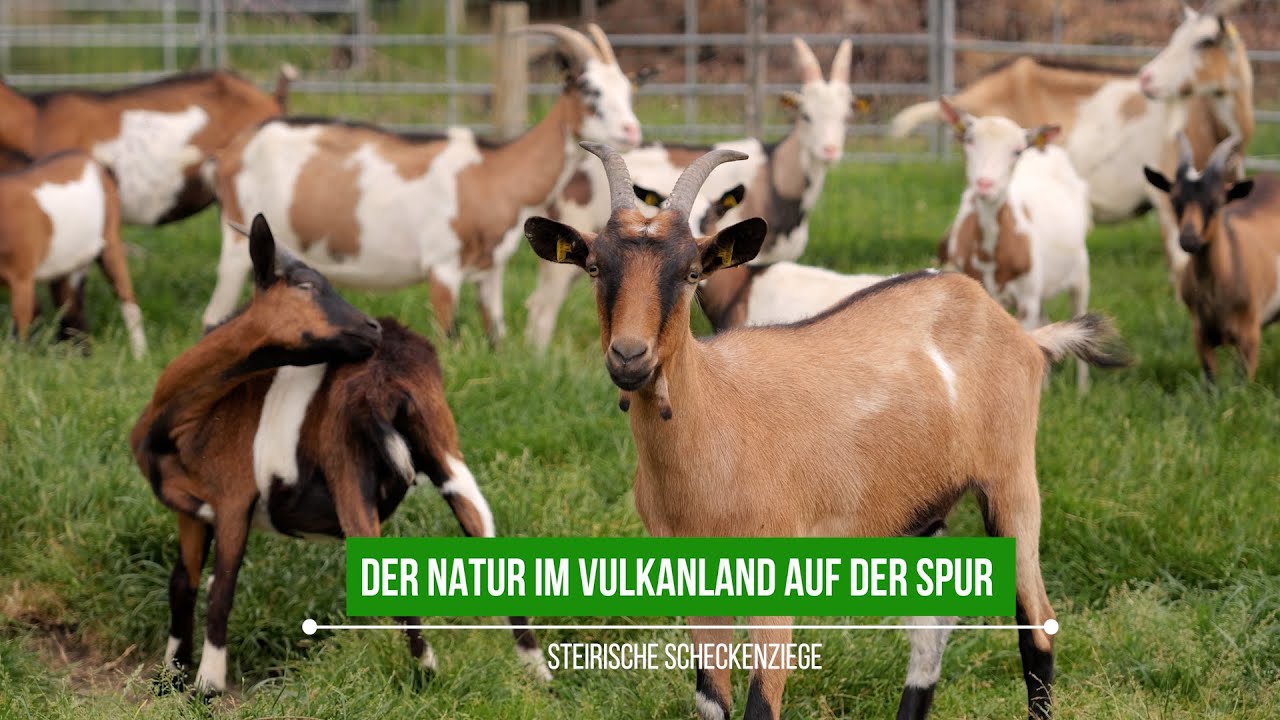 Der Natur auf der Spur | Steirische Scheckenziege | vulkantv