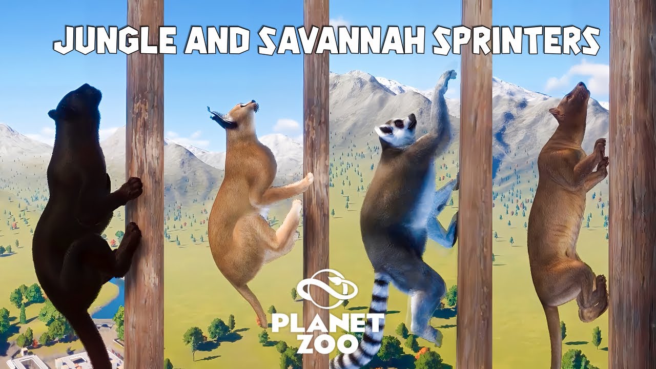 Jaguar, Caracal, Black and White Ruffed Lemur, Fossa, Ringtailed Lemur | Planet Zoo Animal Race