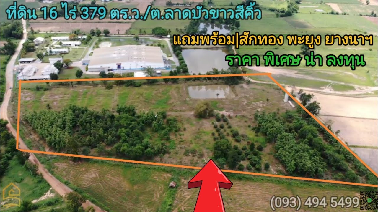 #ที่ดินลาดบัวขาวสีคิ้ว | 16 ไร่ 379 ว. | แถม พร้อมสักทอง, พะยูงฯ สุดคุ้ม |ข้างโรงฟักไข่CP | หายาก...