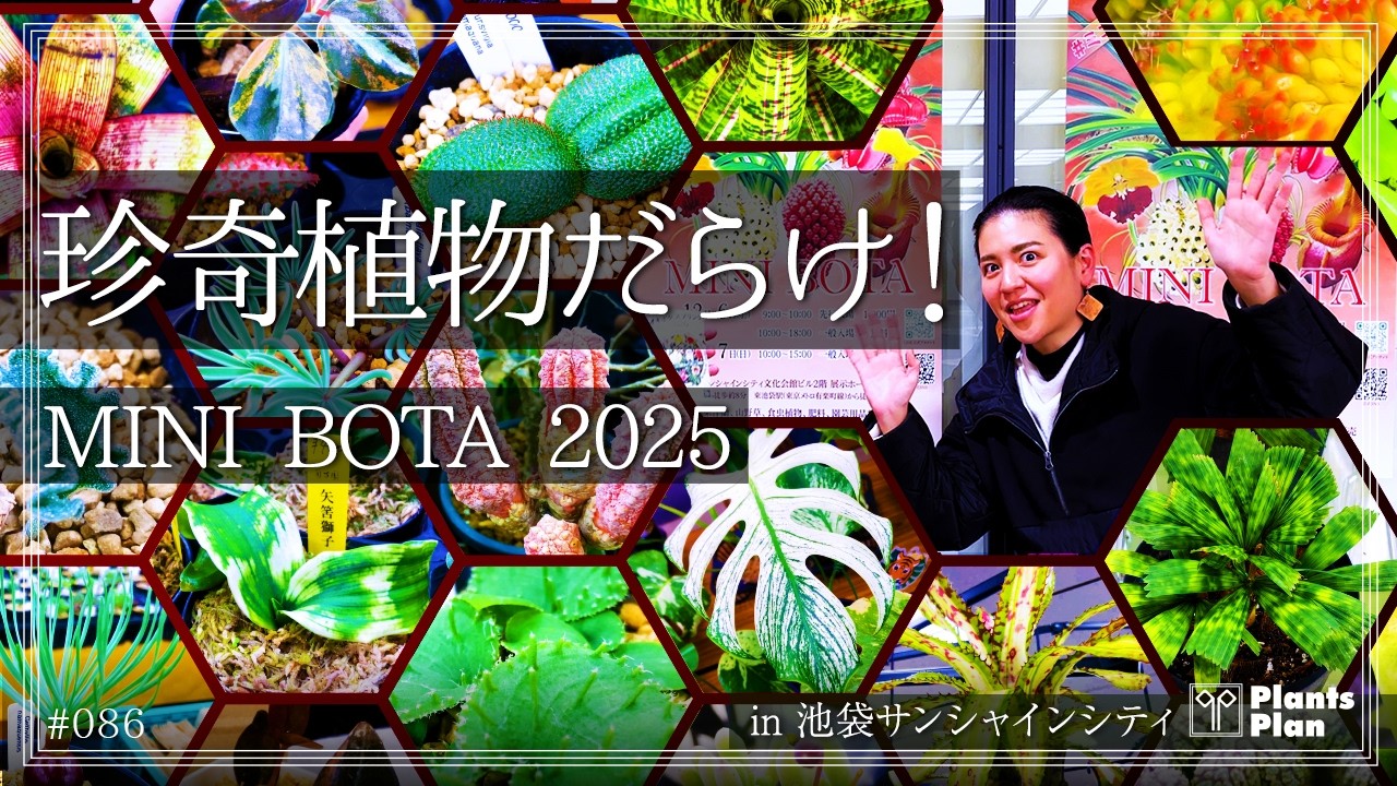 【ミニボタ】池袋サンシャインシティで年内最後の植物イベント｜珍奇植物・塊根・多肉・蘭が集結！