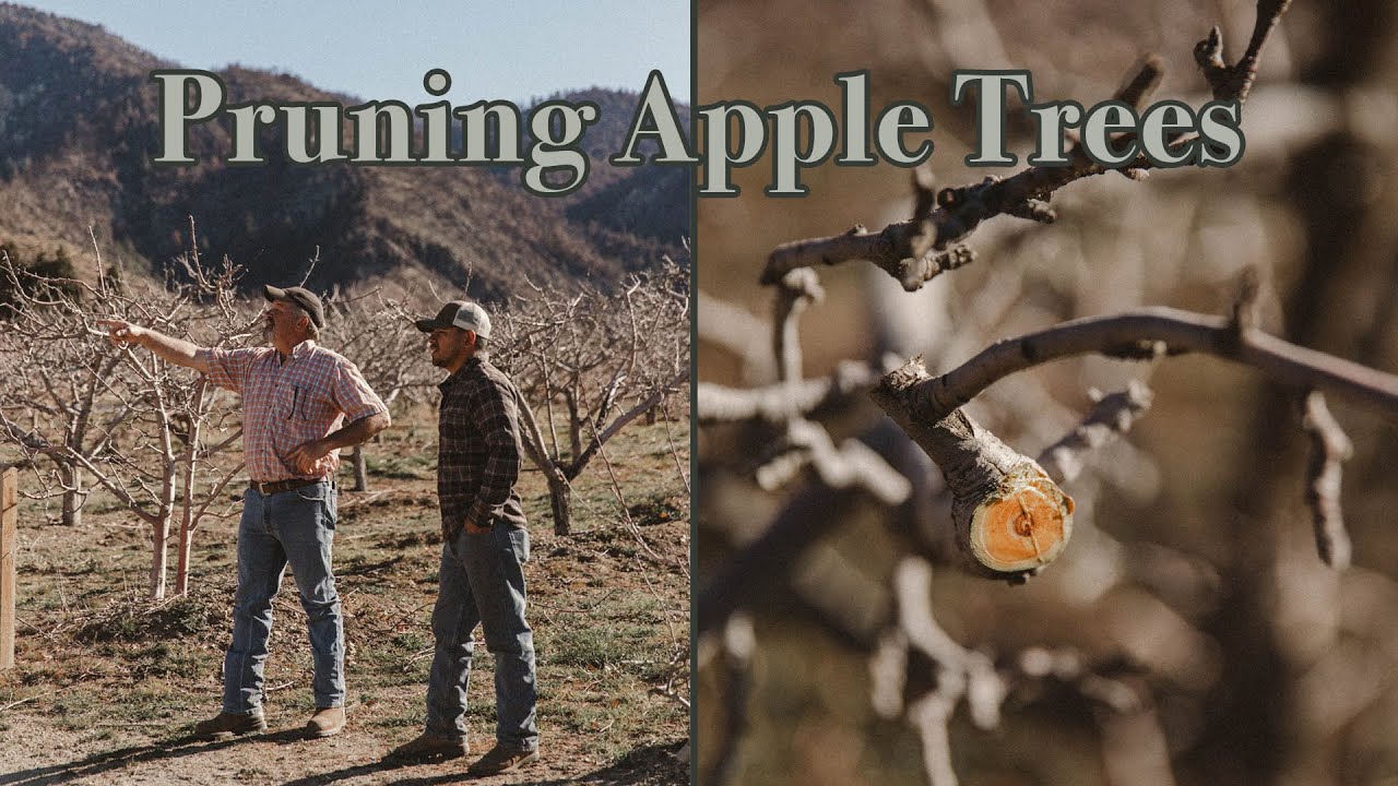 Tips for Pruning Apple Trees!
