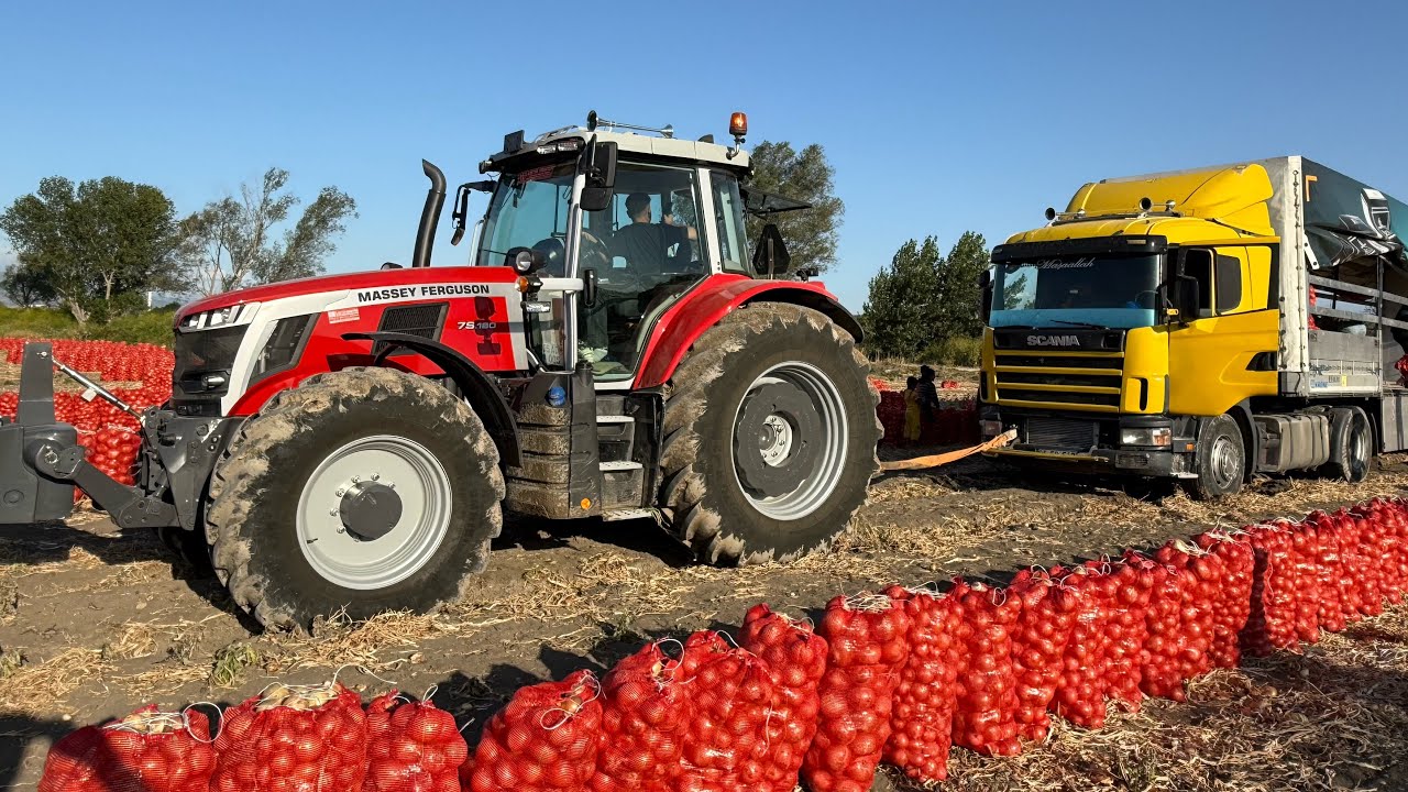 TIR BATTI 7s180 MASSEY FERGUSON ÇEKTİ//SOĞAN HASATINDAYIZ