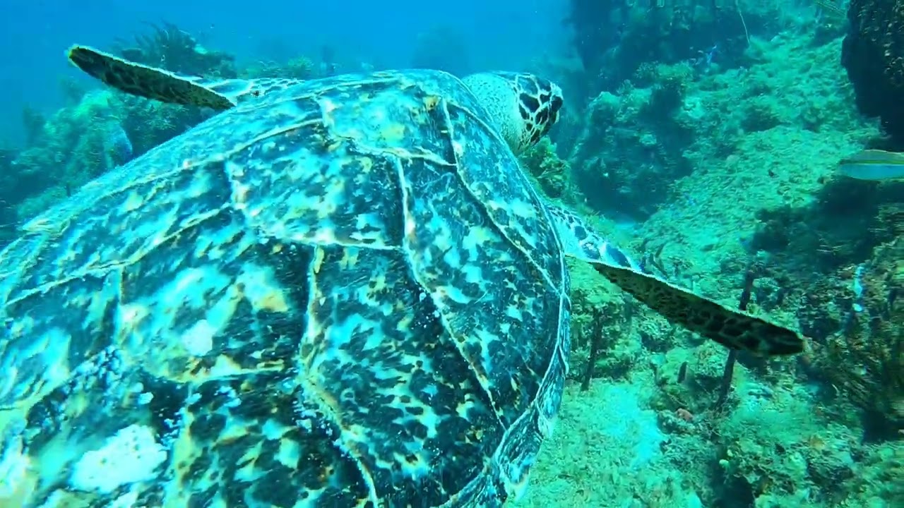 Tortue imbriqu&eacute;e Guide de palanqu&eacute;e !