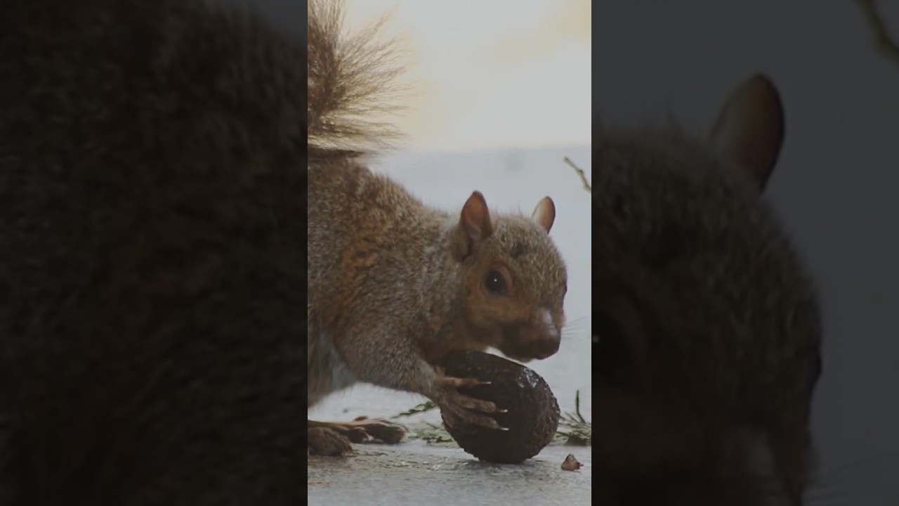 lofi squirrel - butters #animal #squirrel #relax #lofi #nature