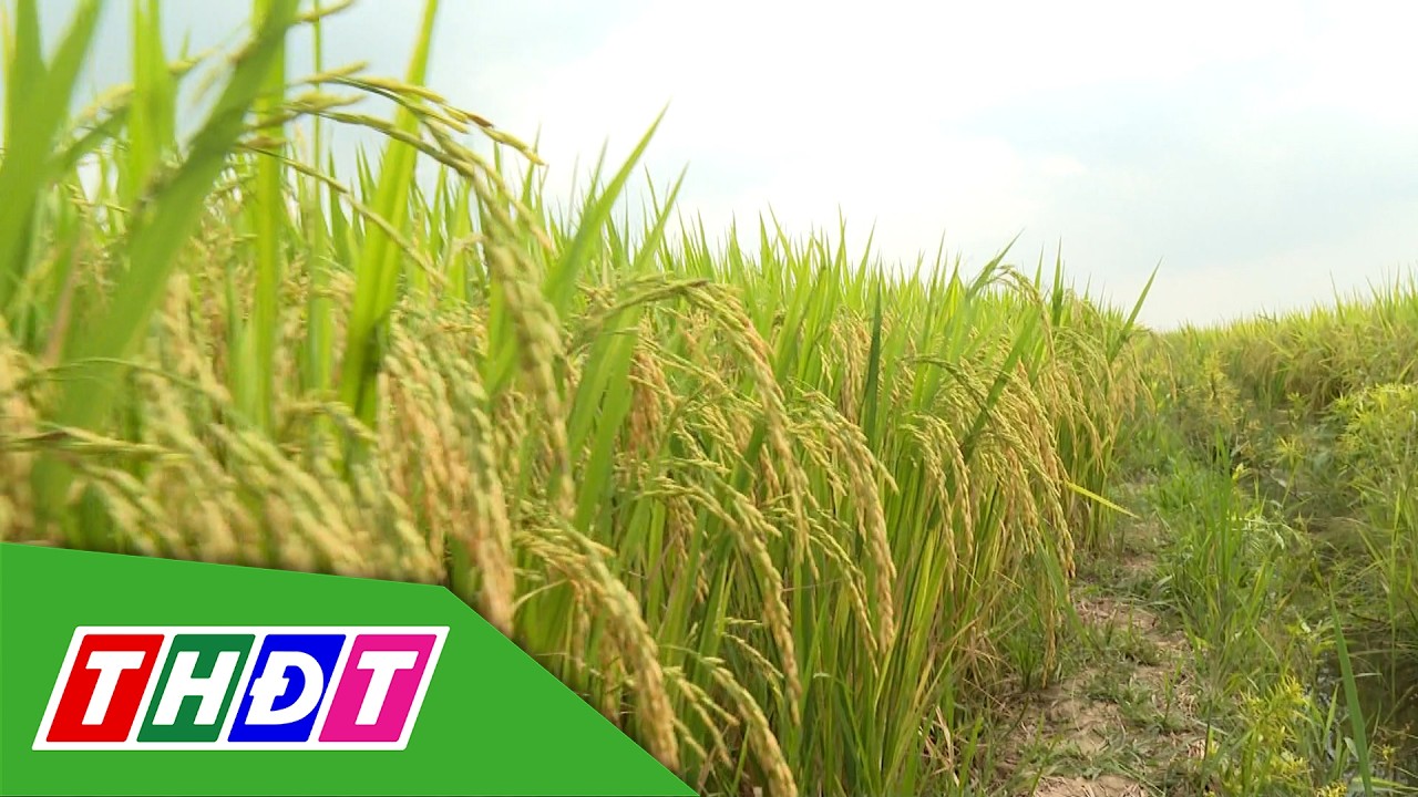 Mở rộng diện tích trồng lúa chất lượng cao, phát thải thấp | Trang địa phương - 18/3/2026 | THDT